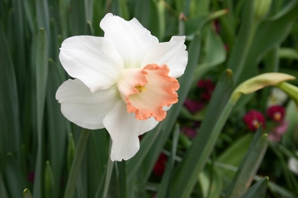 flo10