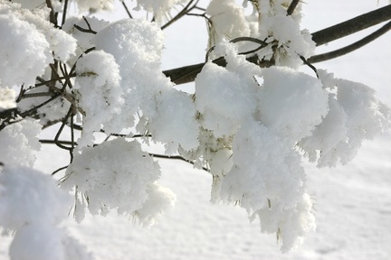 tree3